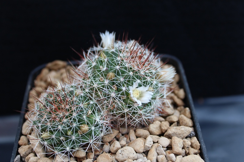 Mammillaria decipiens 