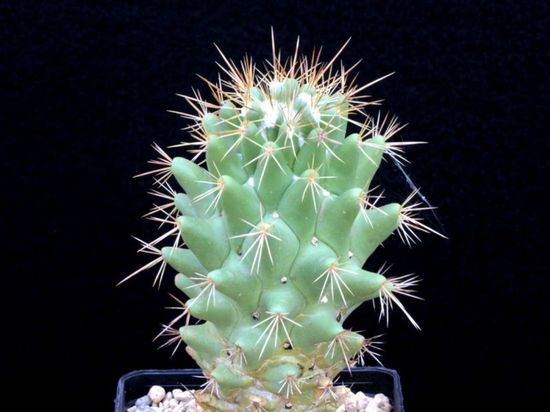 Coryphantha octacantha P 498