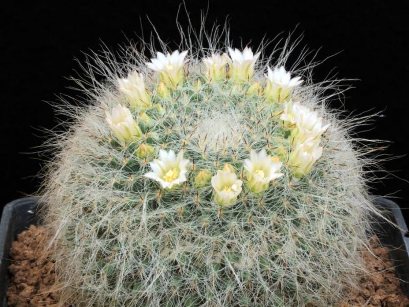 Mammillaria hahniana v. albiflora 