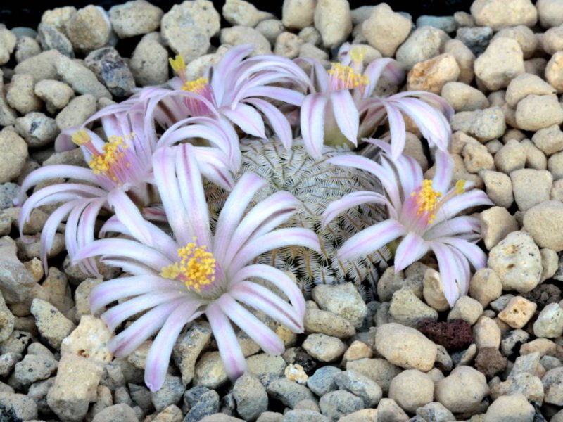 Mammillaria pectinifera GCG 1201