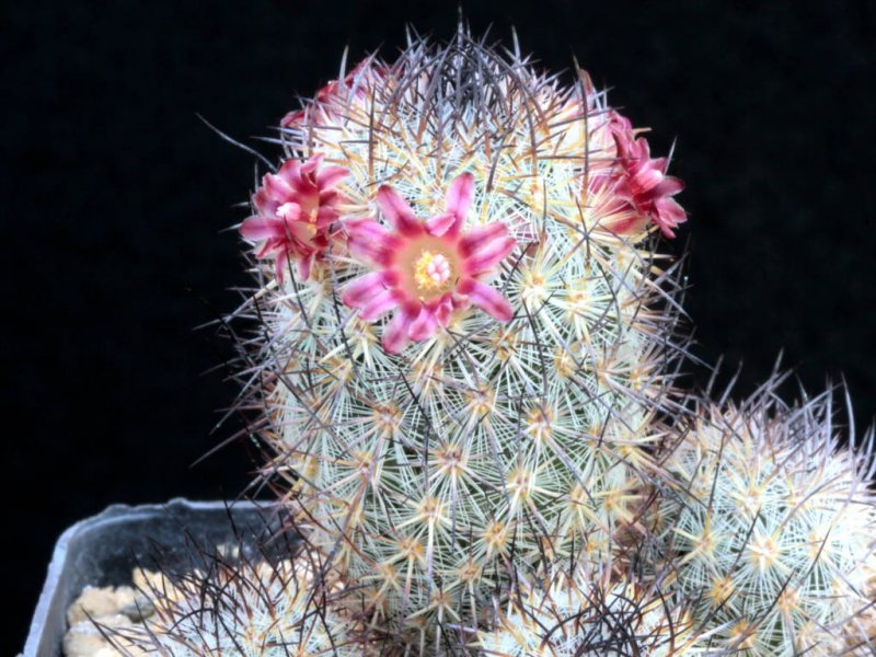 Mammillaria pottsii 