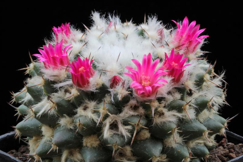 Mammillaria priessnitzii REPP 1145