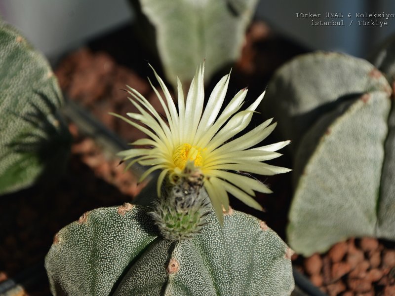 Astrophytum myriostigma f. quadricostatum 