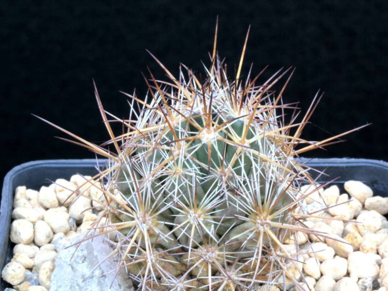 Coryphantha wohlschlageri 
