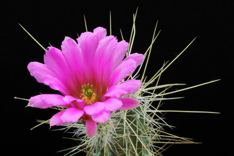 Echinocereus viereckii ssp. huastecensis 