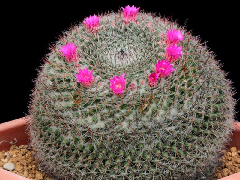 Mammillaria brauneana 