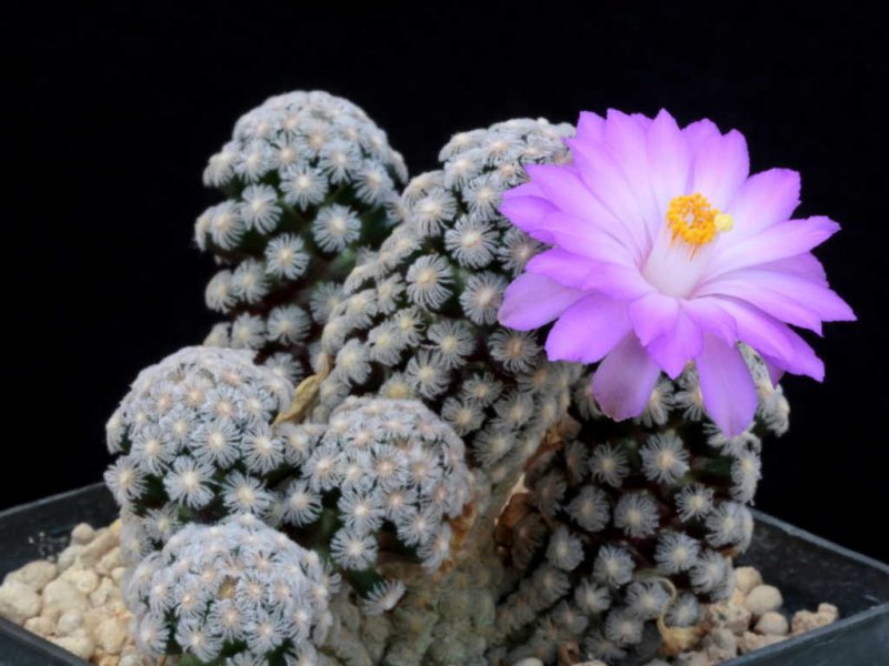 Mammillaria theresae 