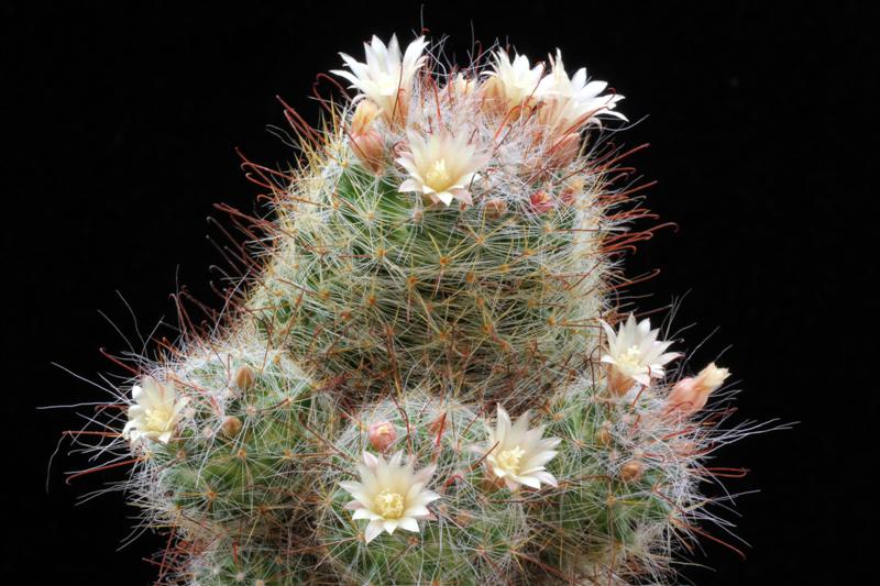 Mammillaria seideliana 