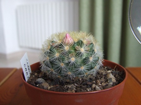 Mammillaria carmenae 