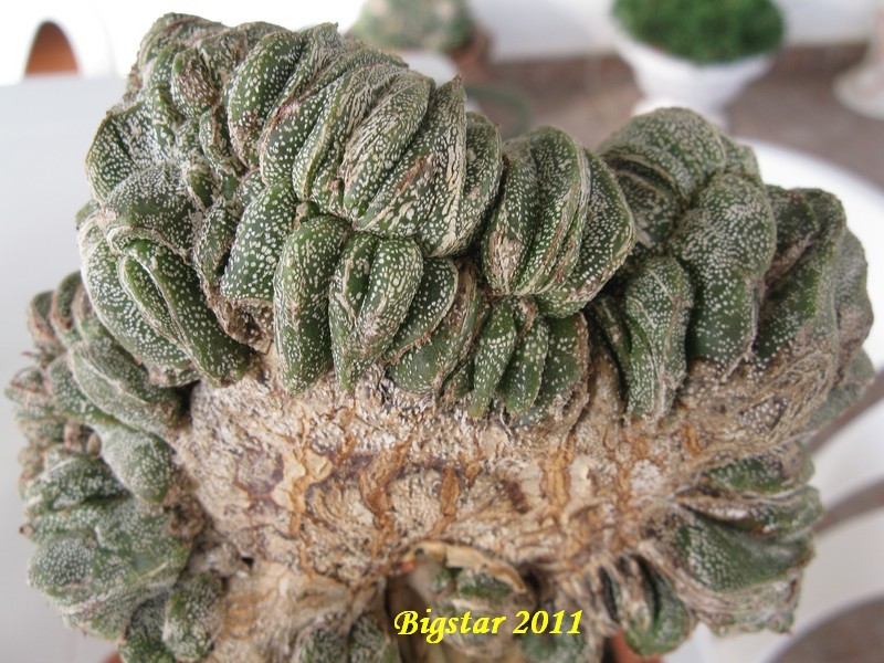 Astrophytum myriostigma f. cristatum cv. onzuka 