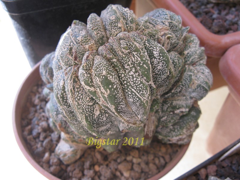 astrophytum myriostigma f. cristatum cv. onzuka