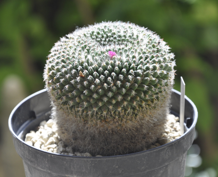 Mammillaria infernillensis ROG561