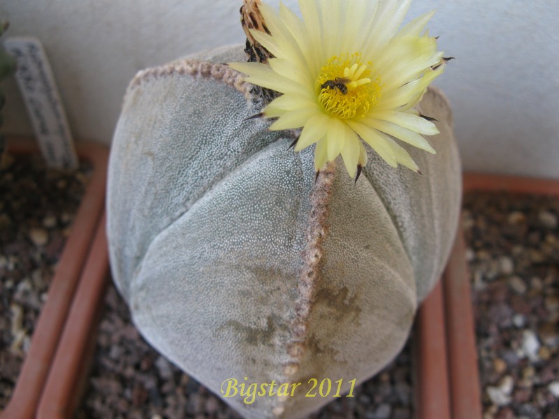 Astrophytum myriostigma f. tricostatum 