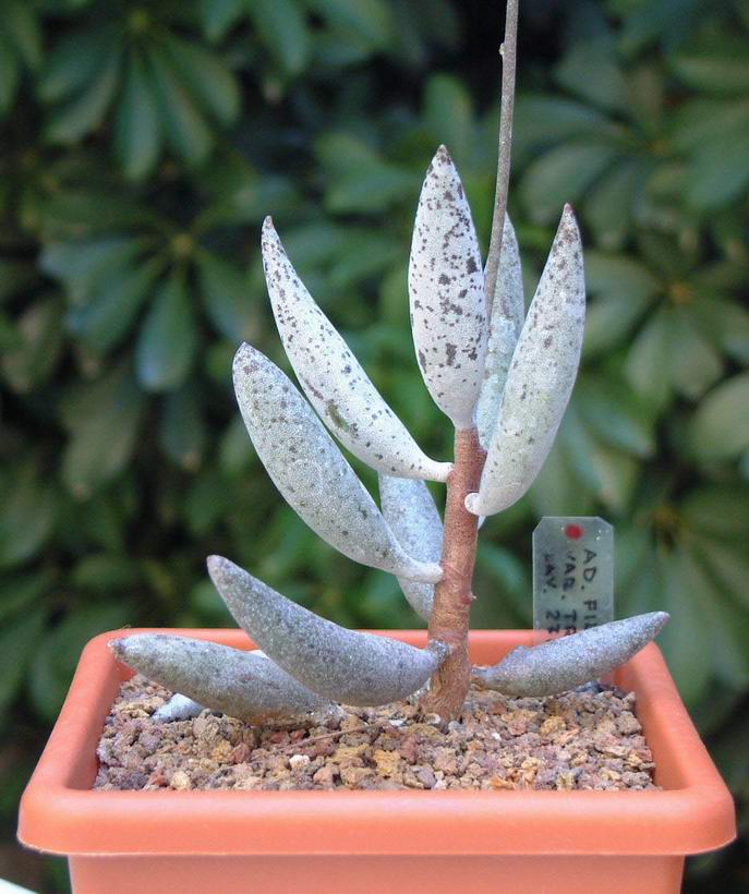 Adromischus filicaulis v. tricolor 