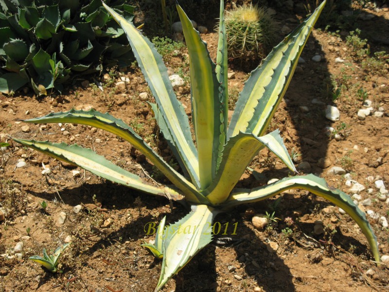 Agave americana cv. medio-picta aurea 