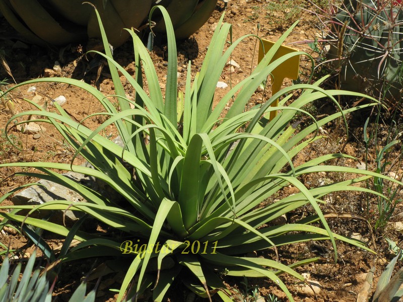 Agave bracteosa 