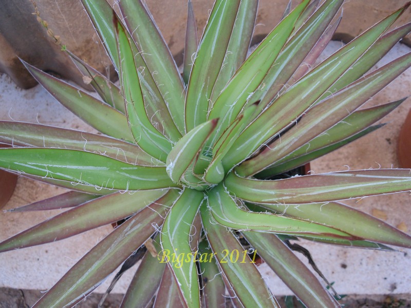 Agave colimana 