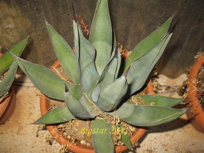 Agave cv. nigra 