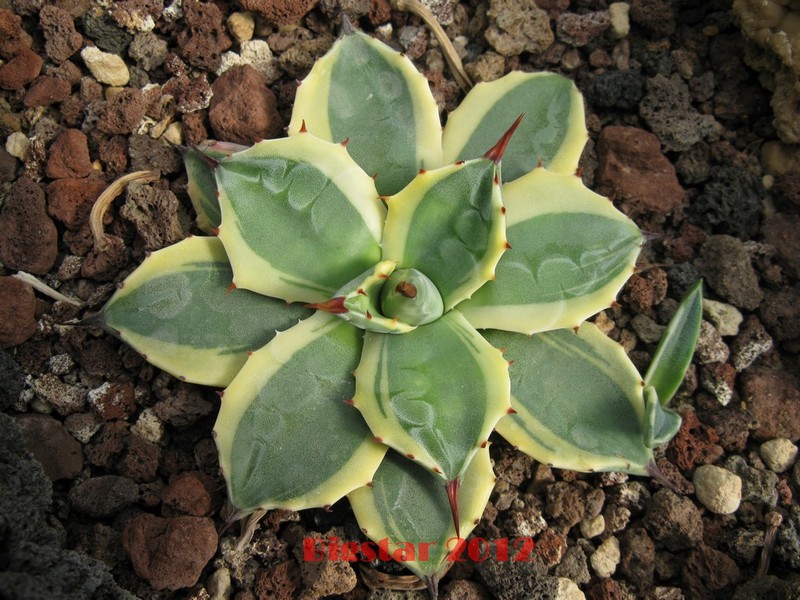 Agave patonii 