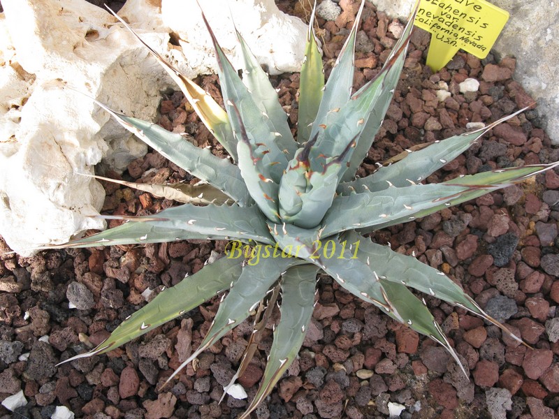 Agave utahensis v. nevadensis 