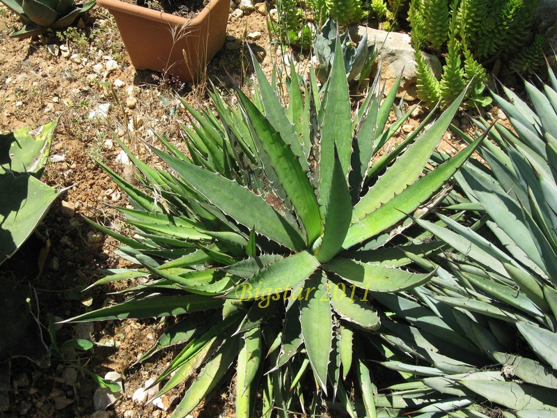 Agave xylonacantha 