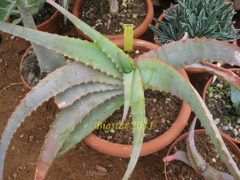 Aloe hardyi 