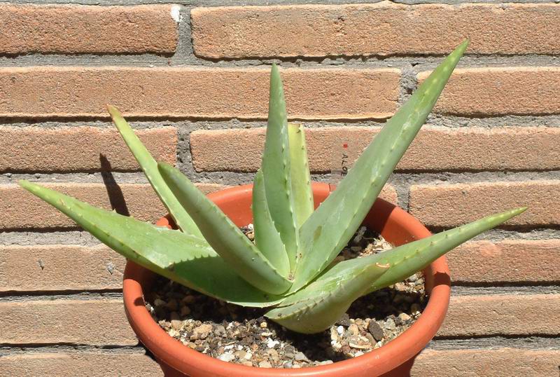 Aloe vera 