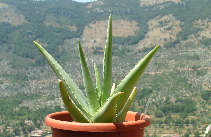 Aloe vera 