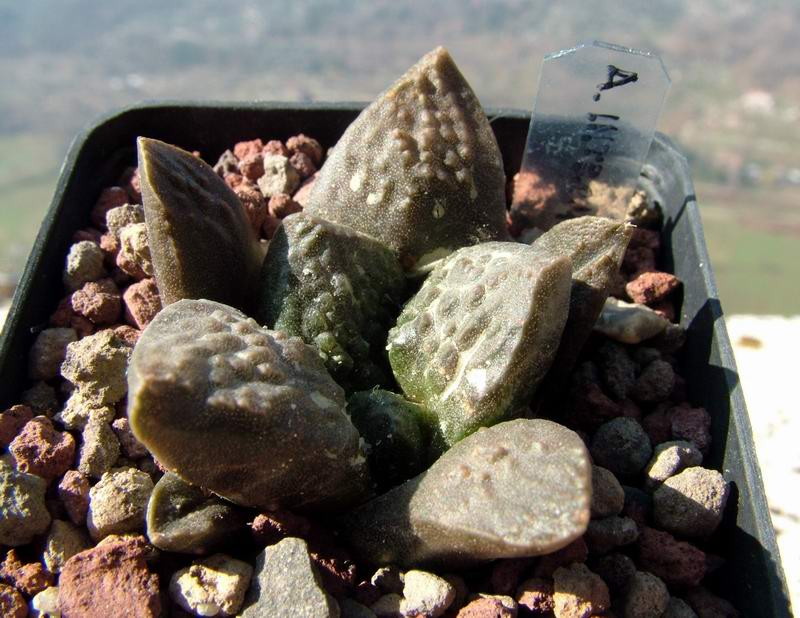 Ariocarpus intermedius 