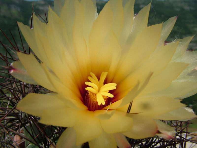 Astrophytum capricorne v. senile 