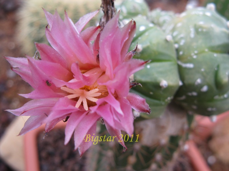 Astrophytum asterias cv. kikko prolifera 