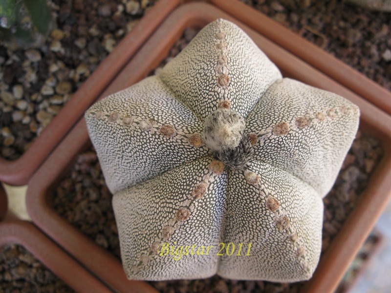 Astrophytum myriostigma cv. onzuka 