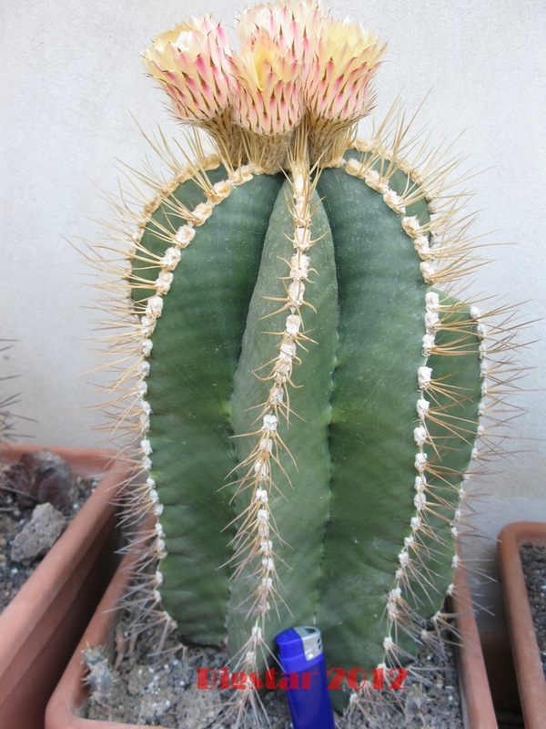 Astrophytum ornatum f. nudum 