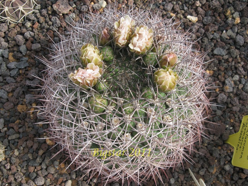 Gymnocalycium saglionis 