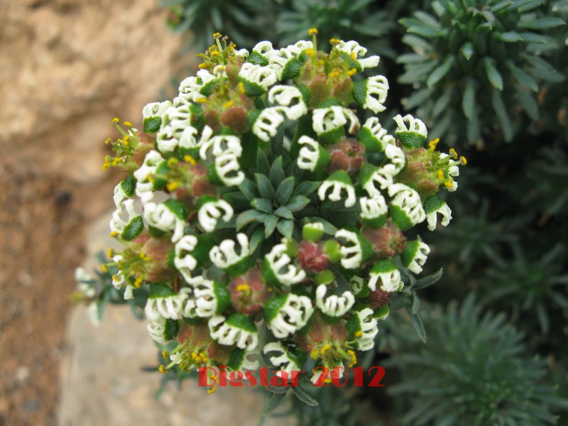 Euphorbia caput-medusae 