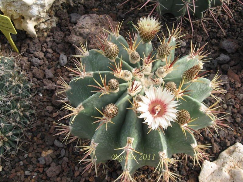Ferocactus latispinus v. spiralis 