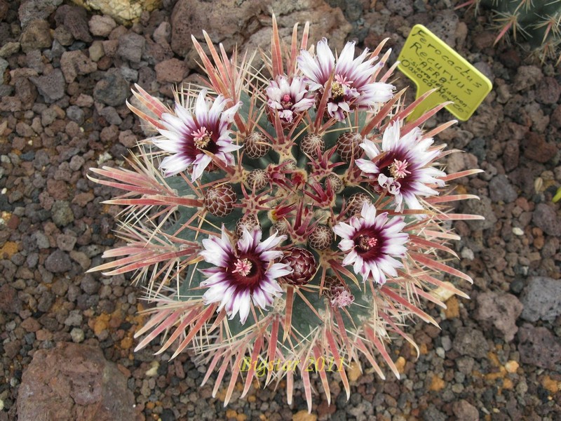 Ferocactus recurvus AFR 8