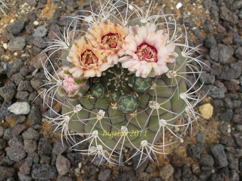 Gymnocalycium pflanzii v. albipulpa 