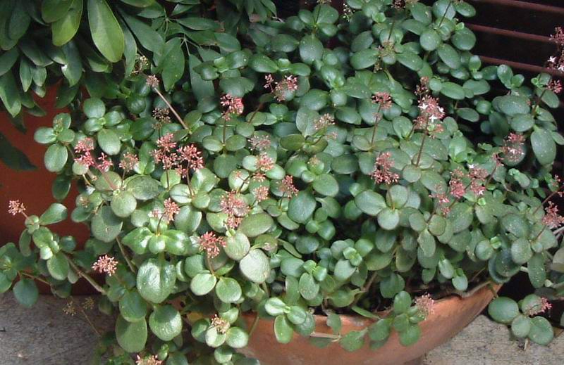 crassula multicava