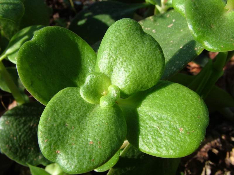 Crassula multicava 