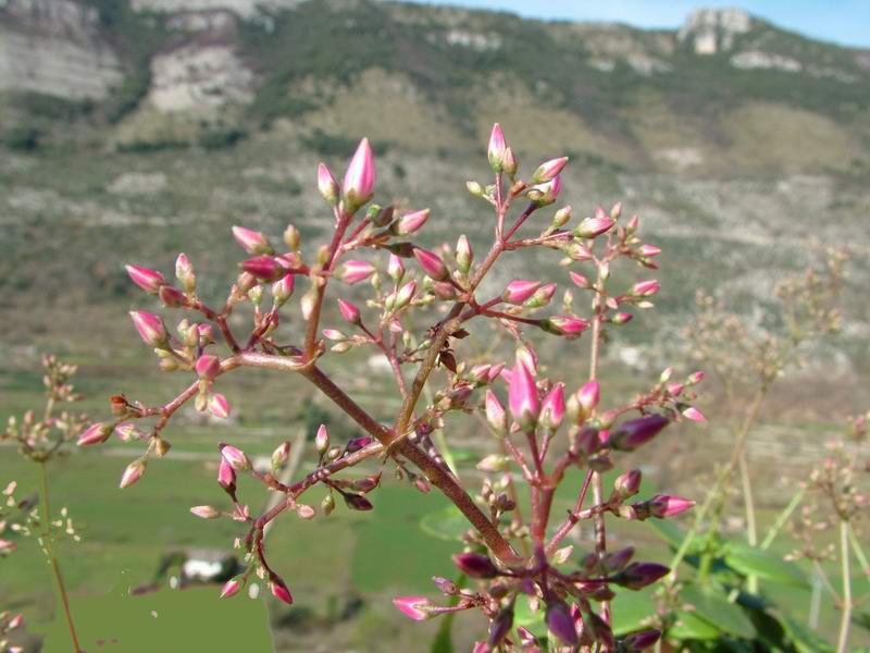 Crassula multicava 