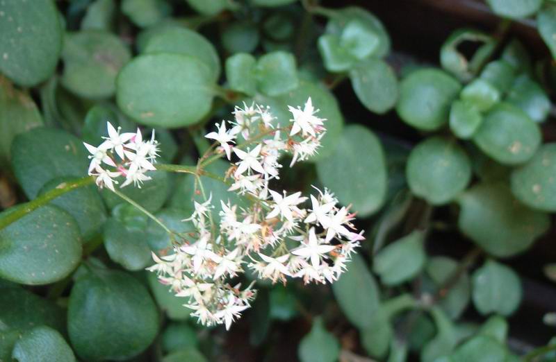 Crassula multicava 