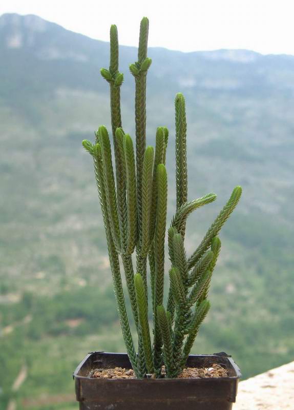 Crassula muscosa 