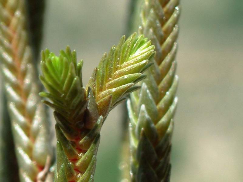 Crassula muscosa 