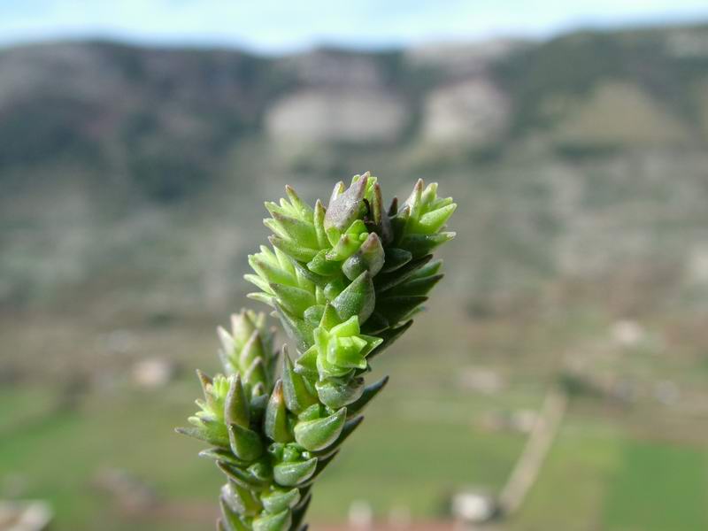 Crassula muscosa 