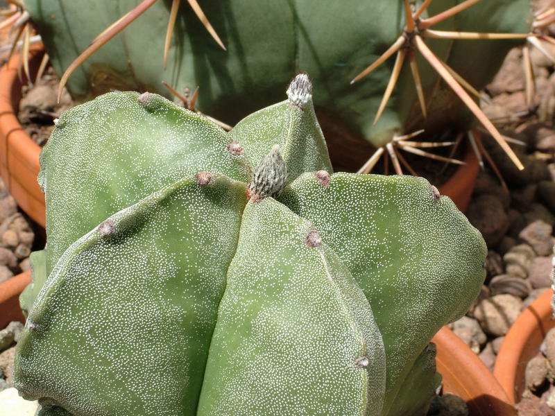 Astrophytum myriostigma 