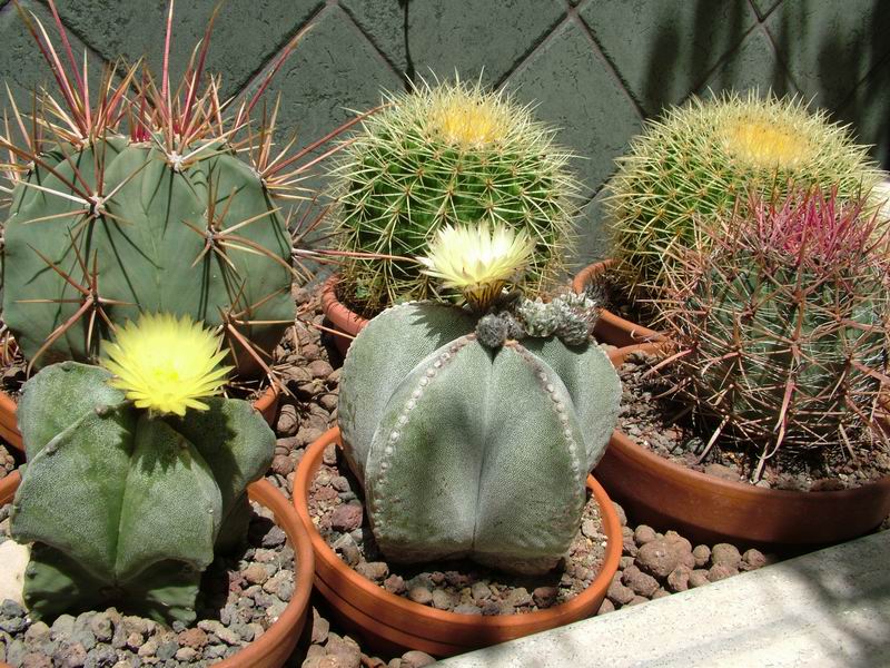 Astrophytum myriostigma 