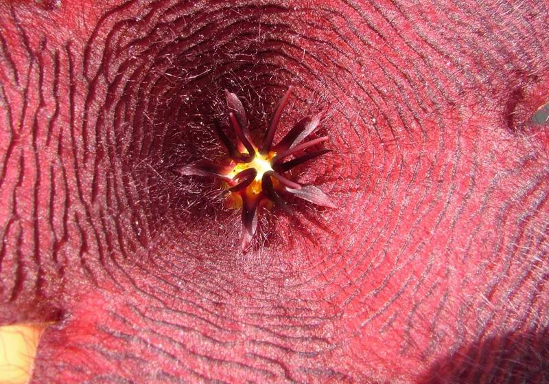 Stapelia grandiflora 