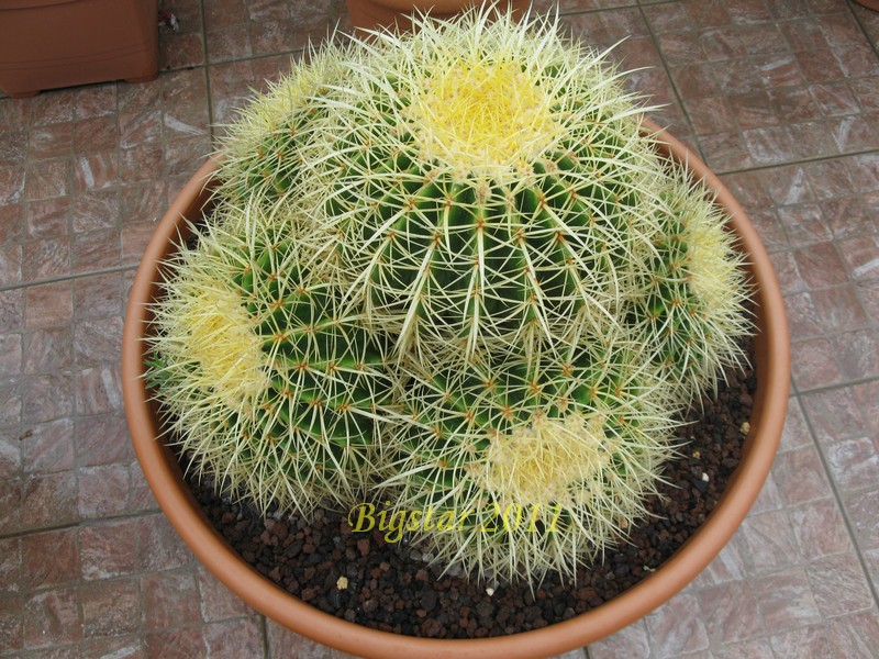 Echinocactus grusonii 