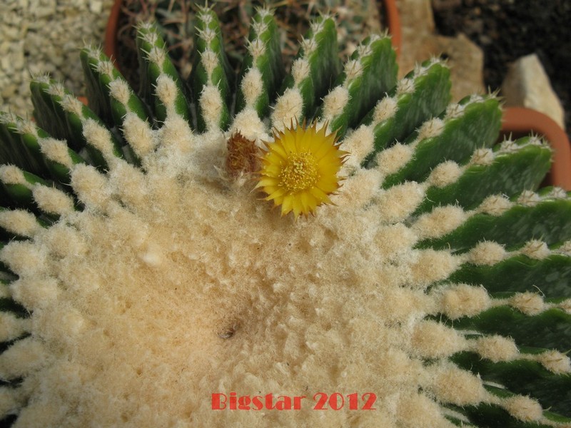 Echinocactus grusonii v. inermis 